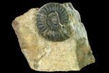 Ammonite (Aegasteroceras) Fossil - England #171247-1